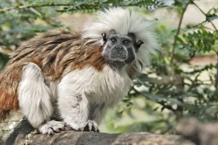 Framed Print : Cotton-top Tamarin. Venezuela Framed Print : Cotton-top Tamarin. Venezuela