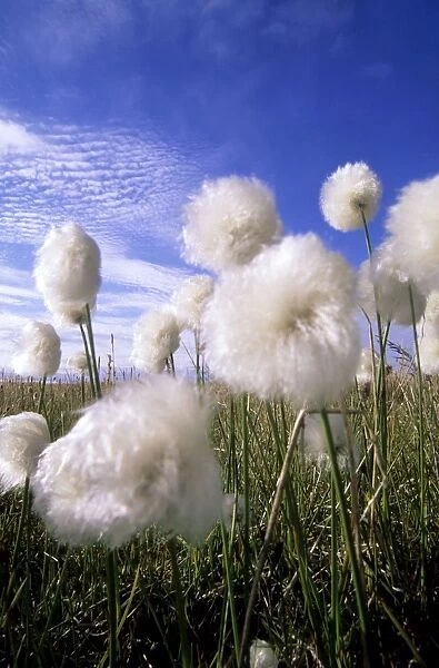Cottongrass sp. - a very typical plant in marshes of tundra near Dikson, Russian Arctic. Summer, August. Di32. 1190