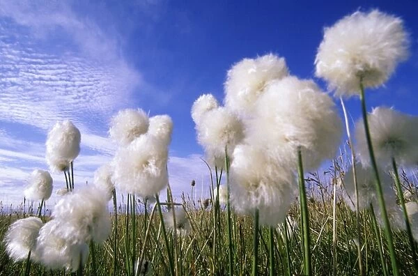 Cottongrass sp. a very typical plant in marshes of tundra near Dikson, Russian Arctic. Summer, August. Di32. 0264