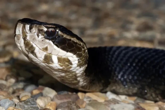 Framed Print : Cottonmouth Snake - found in or near water in Eastern USA, the world's only aquatic viper. Highly venomous Framed Print : Cottonmouth Snake - found in or near water in Eastern USA, the world's only aquatic viper. Highly venomous