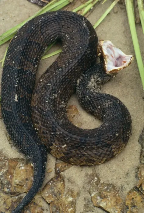 Framed Print : Cottonmouth / Water Moccasin Snake - Feigning death Framed Print : Cottonmouth / Water Moccasin Snake - Feigning death