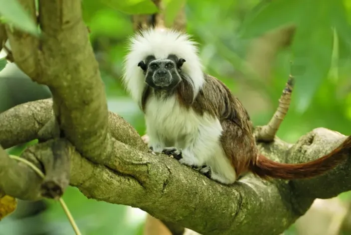 Framed Print : Cottontop Tamarin / Pinche Tamarin - Northern Colombia Framed Print : Cottontop Tamarin / Pinche Tamarin - Northern Colombia
