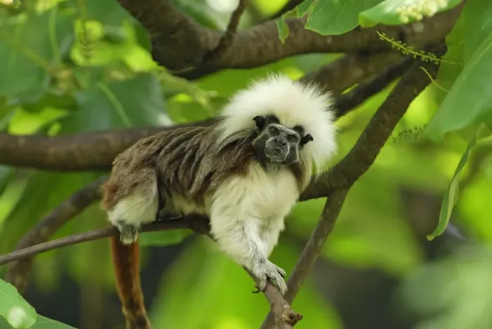 Framed Print : Cottontop Tamarin / Pinche Tamarin - Northern Colombia Framed Print : Cottontop Tamarin / Pinche Tamarin - Northern Colombia
