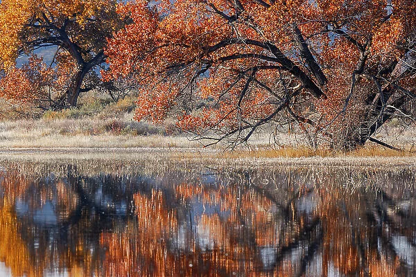 Cottonwood tree reflecting on pond, Bosque del Apache National Wildlife Refuge, New Mexico Date: 01-01-2000