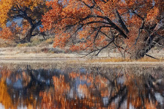 Framed Print : Cottonwood tree reflecting on pond, Bosque del Apache National Wildlife Refuge, New Mexico Date: 01-01-2000 Framed Print : Cottonwood tree reflecting on pond, Bosque del Apache National Wildlife Refuge, New Mexico Date: 01-01-2000