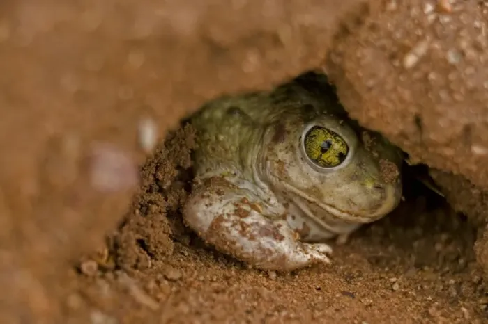 Framed Print : Couch Spadefoot - Arizona, USA - Burrowing by backing into the ground by pushing dirt with their spades while rotating the body - Dry periods are spent in self-made burrows or those of gophers-squirrels or kangaroo rats - Breeds chiefly from May to Framed Print : Couch Spadefoot - Arizona, USA - Burrowing by backing into the ground by pushing dirt with their spades while rotating the body - Dry periods are spent in self-made burrows or those of gophers-squirrels or kangaroo rats - Breeds chiefly from May to