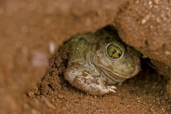 Couch Spadefoot - Arizona, USA - Burrowing by backing into the ground by pushing dirt with their spades while rotating the body - Dry periods are spent in self-made burrows or those of gophers-squirrels or kangaroo rats - Breeds chiefly from May to