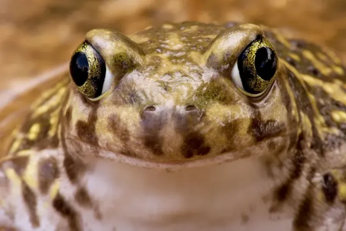 Framed Print : Couch's Spadefoot - Close-up of face - Arizona - USA Framed Print : Couch's Spadefoot - Close-up of face - Arizona - USA