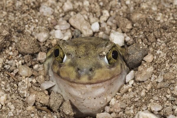 Couchs Spadefoot - controlled conditions