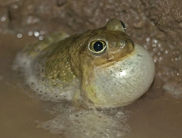 Couch's Spadefoot- Male calling to attract female-breeds chiefly from May to Sept in periods of rainfall-occurs in shortgrass prairie, mesquite savanna, creosote bush desert, thorn forest, tropical deciduous forest