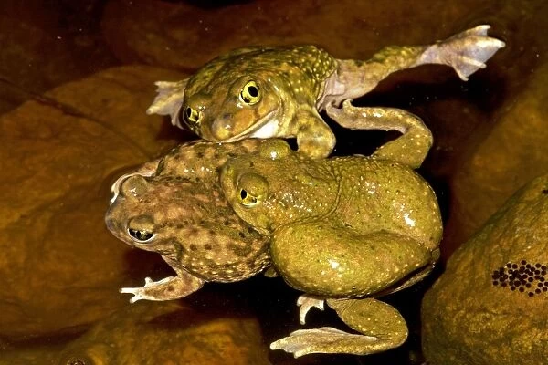 Couch's Spadefoot (Scaphiopus couchii) Males competing to mate - Breeds chiefly from May to Sept in periods of rainfall - Occurs in shortgrass prairie- mesquite savanna- creosote bush desert- thorn forest- tropical deciduous forest