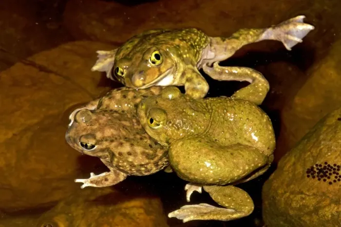 Framed Print : Couch's Spadefoot (Scaphiopus couchii) Males competing to mate - Breeds chiefly from May to Sept in periods of rainfall - Occurs in shortgrass prairie- mesquite savanna- creosote bush desert- thorn forest- tropical deciduous forest Framed Print : Couch's Spadefoot (Scaphiopus couchii) Males competing to mate - Breeds chiefly from May to Sept in periods of rainfall - Occurs in shortgrass prairie- mesquite savanna- creosote bush desert- thorn forest- tropical deciduous forest