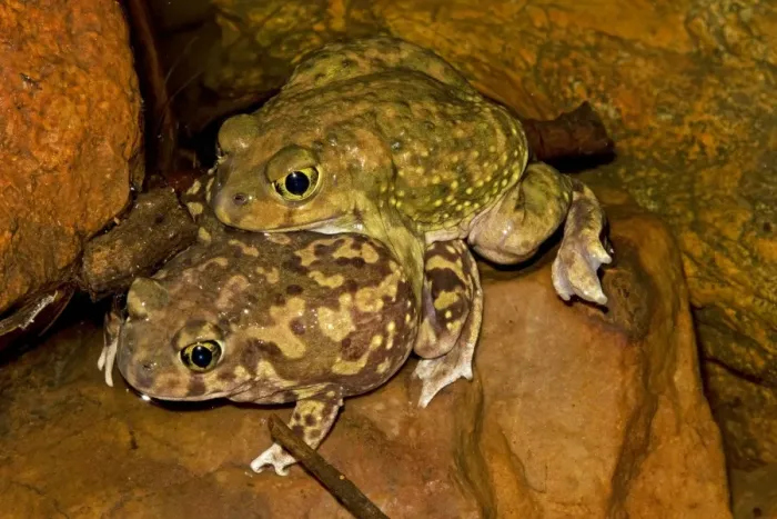 Framed Print : Couch's Spadefoot (Scaphiopus couchii) Pair in amplexus -Breeds chiefly from May to Sept in periods of rainfall - Occurs in shortgrass prairie- mesquite savanna- creosote bush desert- thorn forest- tropical deciduous forest