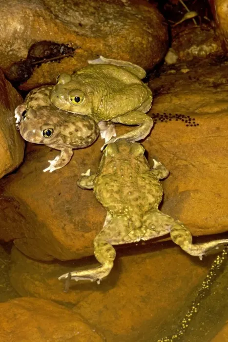 Framed Print : Couch's Spadefoot (Scaphiopus couchii) Pair in amplexus - Showing eggs laid - Breeds chiefly from May to Sept in periods of rainfall - Occurs in shortgrass prairie- mesquite savanna- creosote bush desert- thorn forest- tropical deciduous Framed Print : Couch's Spadefoot (Scaphiopus couchii) Pair in amplexus - Showing eggs laid - Breeds chiefly from May to Sept in periods of rainfall - Occurs in shortgrass prairie- mesquite savanna- creosote bush desert- thorn forest- tropical deciduous
