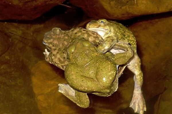 Couch's Spadefoot (Scaphiopus couchii) Males competing to mate with single female -Breeds chiefly from May to Sept in periods of rainfall - Occurs in shortgrass prairie- mesquite savanna- creosote bush desert- thorn forest- tropical deciduous
