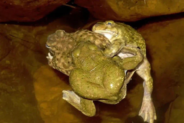 Framed Print : Couch's Spadefoot (Scaphiopus couchii) Males competing to mate with single female -Breeds chiefly from May to Sept in periods of rainfall - Occurs in shortgrass prairie- mesquite savanna- creosote bush desert- thorn forest- tropical deciduous