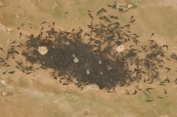 Couch's Spadefoot-tadpoles in drying waterhole-breeds chiefly from May to Sept in periods of rainfall-occurs in shortgrass prairie, mesquite savanna, creosote bush desert, thorn forest, tropical deciduous forest