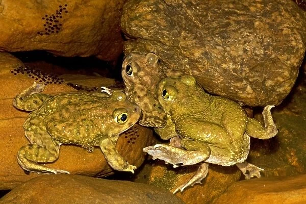 Couch's Spadefoots - Males competing to mate with one female