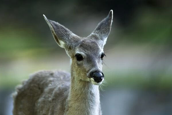 Coues Deer {Subspecies of White-tailed Deer] Close up of head. Edemic to Arizona Desert. Arizona USA