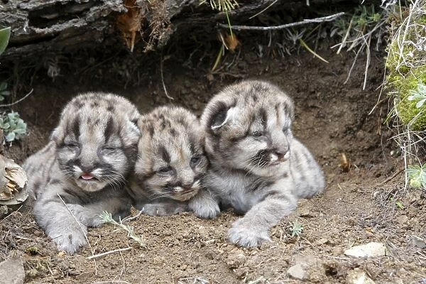 Cougar  /  Mountain Lion - Babies 3 days old. Montana - USA