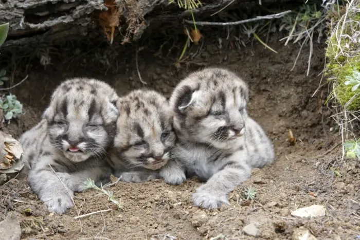 Framed Print : Cougar / Mountain Lion - Babies 3 days old. Montana - USA Framed Print : Cougar / Mountain Lion - Babies 3 days old. Montana - USA
