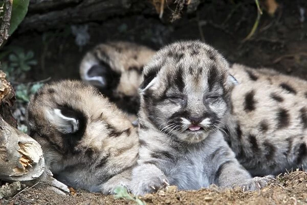 Cougar  /  Mountain Lion - Babies 3 days old. Montana - USA