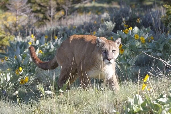 Cougar  /  Mountain Lion. Montana - USA