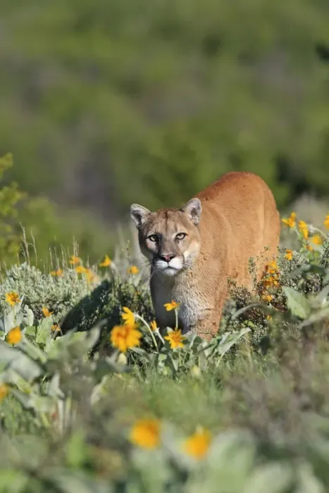 Framed Print : Cougar / Mountain Lion. Montana - USA Framed Print : Cougar / Mountain Lion. Montana - USA