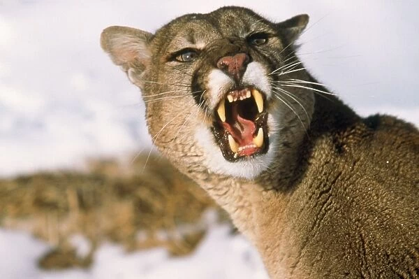 Cougar  /  Mountain Lion  /  Puma