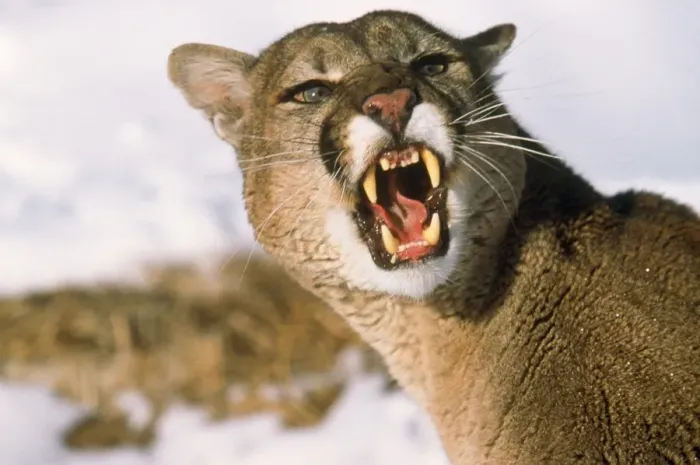 Framed Print : Cougar / Mountain Lion / Puma Framed Print : Cougar / Mountain Lion / Puma