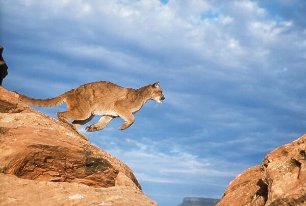 Cougar  /  Mountain Lion  /  Puma