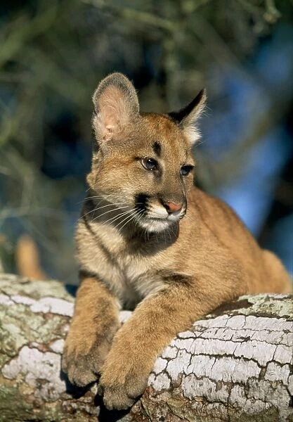 Cougar  /  Mountain Lion  /  Puma - cub