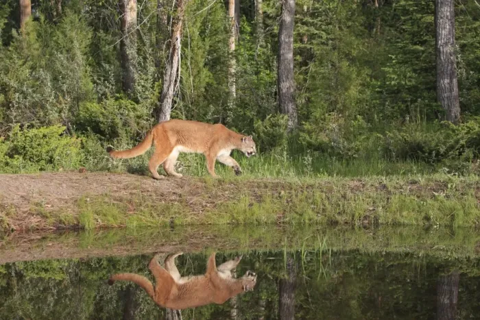 Framed Print : Cougar / Mountain Lion / Puma. Montana - United States Framed Print : Cougar / Mountain Lion / Puma. Montana - United States