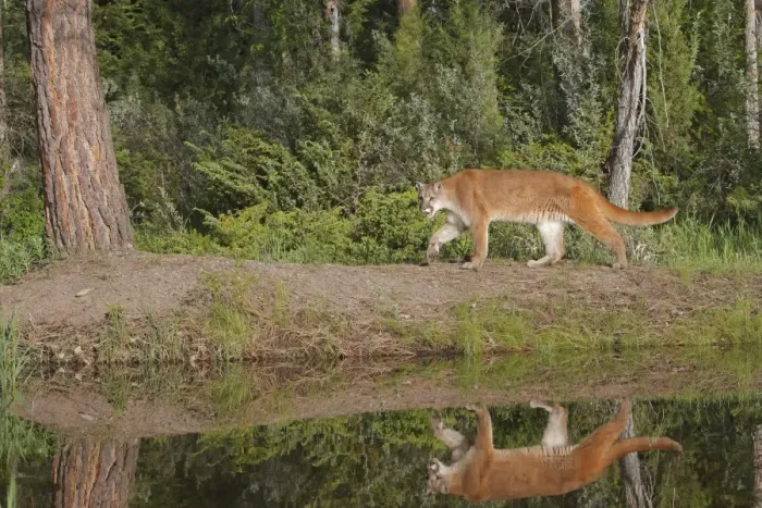 Framed Print : Cougar / Mountain Lion / Puma. Montana - United States Framed Print : Cougar / Mountain Lion / Puma. Montana - United States