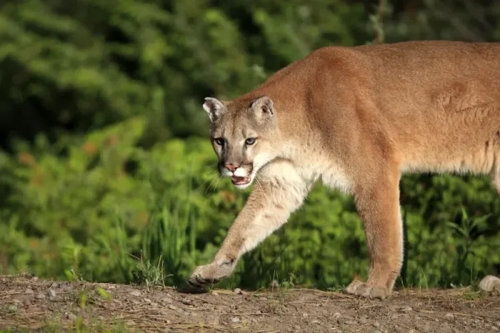 Framed Print : Cougar / Mountain Lion / Puma. Montana - United States Framed Print : Cougar / Mountain Lion / Puma. Montana - United States