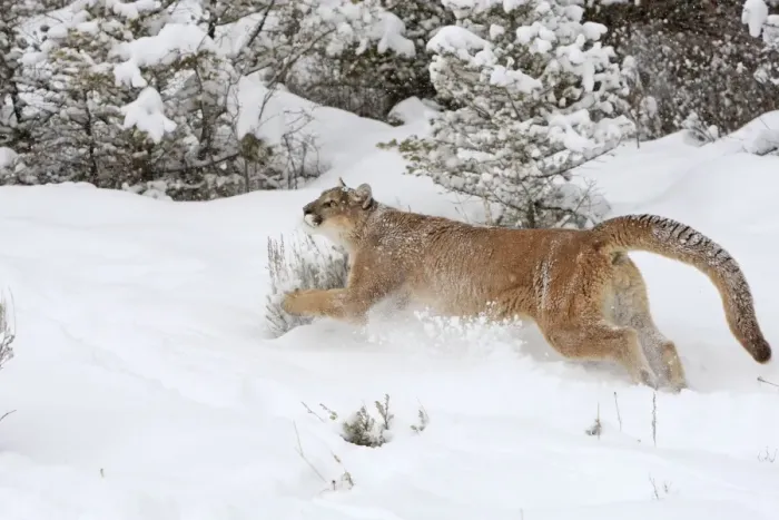 Framed Print : Cougar / Mountain Lion / Puma - running in snow. Montana - USA Framed Print : Cougar / Mountain Lion / Puma - running in snow. Montana - USA