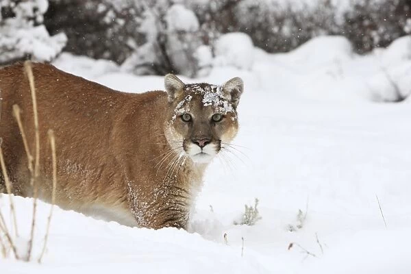 Cougar  /  Mountain Lion  /  Puma - running in snow. Montana - USA