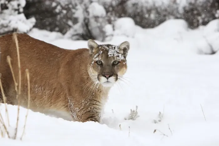 Framed Print : Cougar / Mountain Lion / Puma - running in snow. Montana - USA Framed Print : Cougar / Mountain Lion / Puma - running in snow. Montana - USA