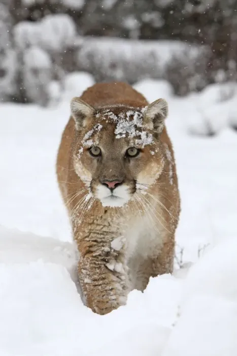 Framed Print : Cougar  /  Mountain Lion  /  Puma - running in snow. Montana - USA