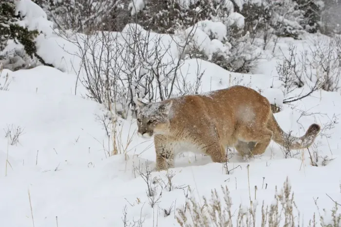 Framed Print : Cougar / Mountain Lion / Puma - in snow. Montana - USA Framed Print : Cougar / Mountain Lion / Puma - in snow. Montana - USA