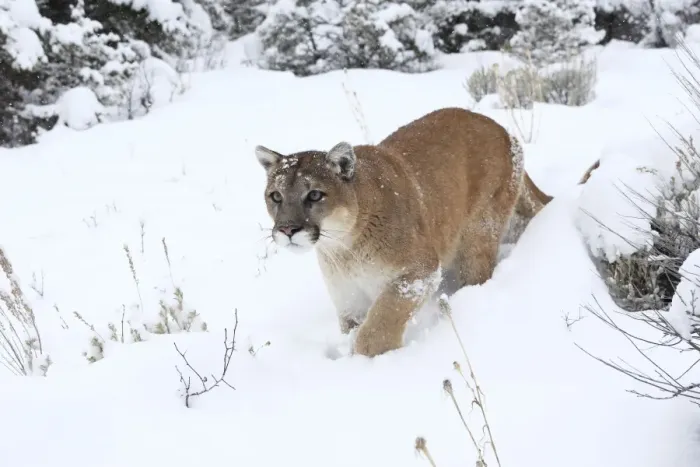 Framed Print : Cougar / Mountain Lion / Puma - in snow. Montana - USA Framed Print : Cougar / Mountain Lion / Puma - in snow. Montana - USA
