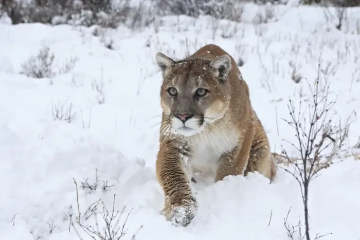 Framed Print : Cougar / Mountain Lion / Puma - in snow. Montana - USA Framed Print : Cougar / Mountain Lion / Puma - in snow. Montana - USA