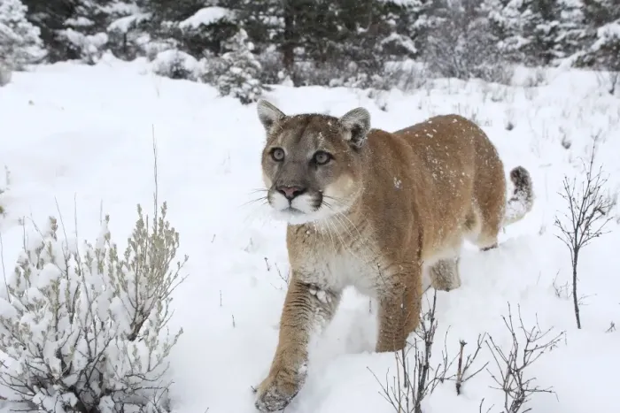 Framed Print : Cougar / Mountain Lion / Puma - in snow. Montana - USA Framed Print : Cougar / Mountain Lion / Puma - in snow. Montana - USA
