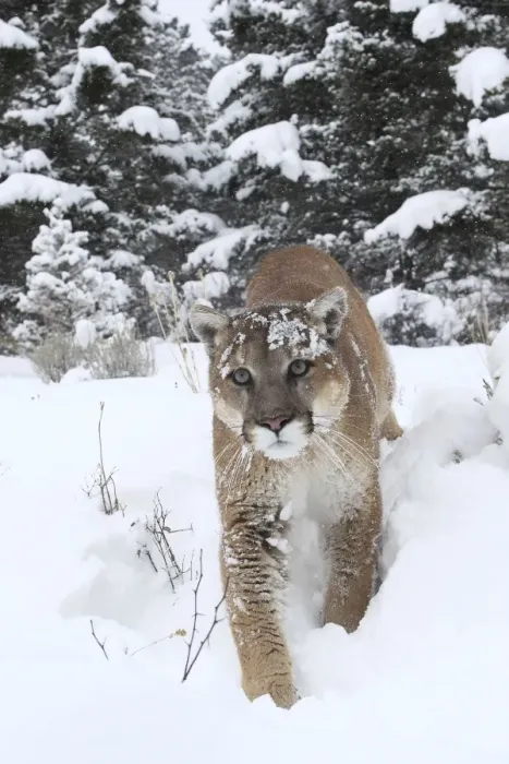 Framed Print : Cougar / Mountain Lion / Puma - in snow. Montana - USA Framed Print : Cougar / Mountain Lion / Puma - in snow. Montana - USA