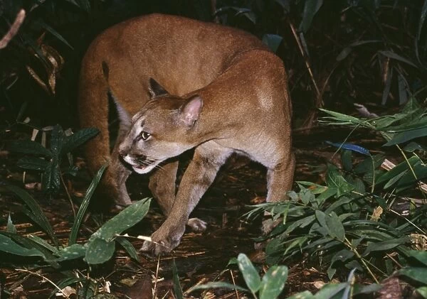 Cougar - In rainforest, Amazonas, Brazil