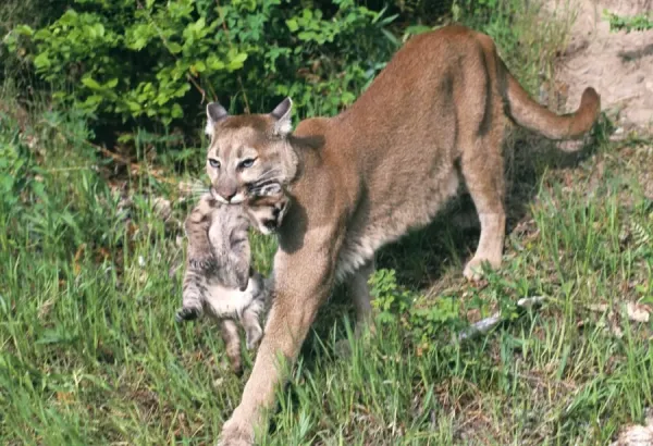 Cougar Print: Mountain Lion Carrying Young Cub in Mouth, Art