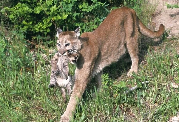 Cougar TOM 162 Carrying young cub in mouth, aka Mountain Lion - USA Felis concolor © Tom & Pat Leeson  /  ARDEA LONDON