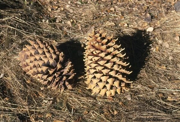 Coulter Pine Cones