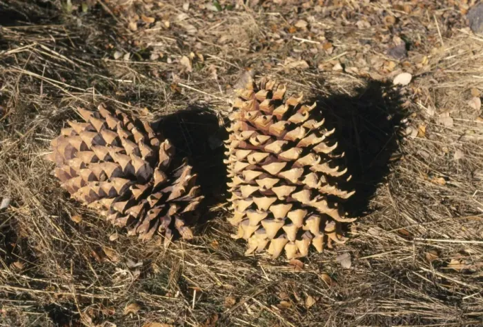 Framed Print : Coulter Pine Cones Framed Print : Coulter Pine Cones