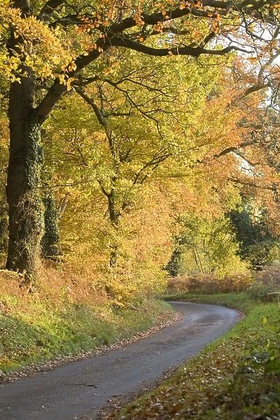 Country Lane at autumn - Felbrigg Norfolk - UK